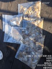 [홍단호]9월 20일 주꾸미 조황입니다.