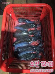9/20 팁런조황