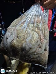 [사천] 굵은 씨알 묵직한 손맛들 보셨습니다
