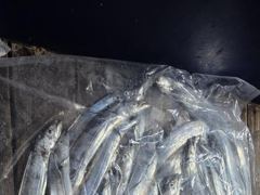 (은별호)9/20내만갈치 조황입니다 4지출현