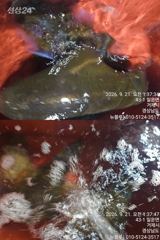 [거제] [거제블루]거제권 팁런 무늬오징어 번출조황입니다 오늘 예약가능~…