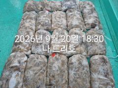 20일, 군산쭈꾸미, 많이 나오네요~2망탱이 조황~싸이즈 굿~군산낚시프라자 나드리호