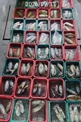 진해 무늬팁런 연일 버글버글 99수 115수 손맛굿