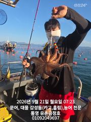 [통영] 통영 금정호 문어선상 아침부터 정신없이 잡아내고있습니다 내일 오…