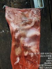 막막물어떼는 돌문어출조
