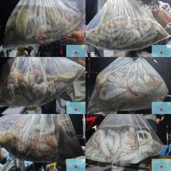[사천] 20일(일): 야간문어 조황, 씨알 마리수 좋습니다.