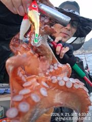 21일 주간문어 안정권~~덩치급 문어들, 오늘도 잘 나오고 있어요~실시간~ 군산낚시프라자 스마트호