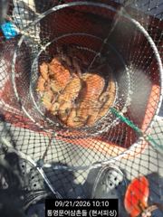 [통영] (실시간)大문어 800g 전후 덩치들 쏙쏙 뽑는 中 현서피싱(2…