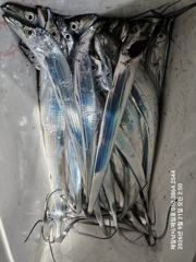 [진해] 내만갈치 오늘도 굿!!