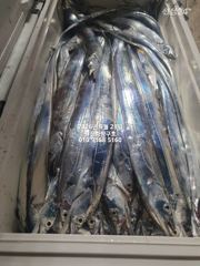 내만갈치)오늘 예약가능 빵빵한놈 큰놈 잡으로 달려봅니다~