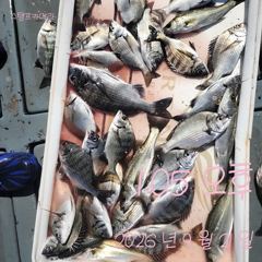 [고성] 21일 둘이서 요만큼 물때 별루라도 괴기 나옵니다.