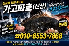 (감성돔)3짜 전후 마릿수~찌맛 손맛 쉴 틈없이~가고파호(22일 예약)