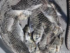 [거제] 마리수 터지는 감성돔 조황입니다 내일출조 예약 가능