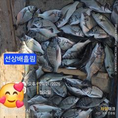 [고성] 병산 감성돔35외 마리수 선상배 및선외기 흘림조황~~ 사진