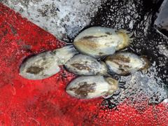 9월21일조황