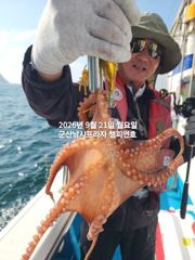 21일 주간문어~안정권~돋보이는 덩치급 문어들~대박 조황~ 군산낚시프라자 챔피언호