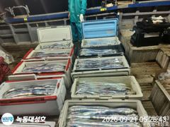 녹동/대성호,행운호/모두에 만선 성공 ^^ 초대박으로 ~