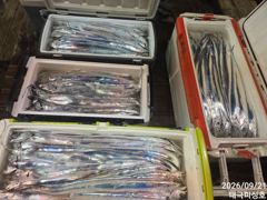 21일 쿨러도장 찍고 갈치 만쿨 입항조황