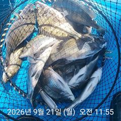 [사천] 삼천포 내만권 감성돔