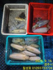 낮대삼치 밤 무늬오징어 수.목.금.토.일 모집합니다