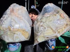 고흥녹동 문어 덩어리 조황입니다.
