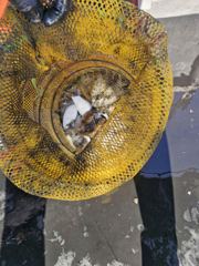 [협력선단] 용복호 2026 9 21 쭈갑