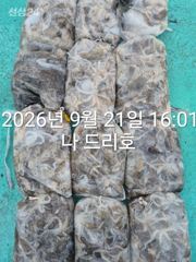 21일, 군산쭈꾸미, 연일 대박조황에 이어 ~굿굿조황~~군산낚시프라자 나드리호