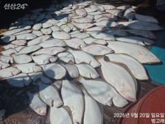 9월20일,"대광어"출조만 하면 연일 초대박~!! 갑판에 좌~악~참돔,우럭등~내일도 갑니다~ 군산낚시프라자 범고래호 사진