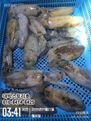 무늬오징어(팁런) 초보자도 2자리수~