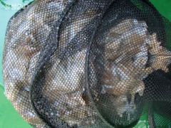 9월21일 신나라호 쭈꾸미 좋은조황 사진