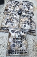 9월21일 뉴해성호 쭈꾸미 조황