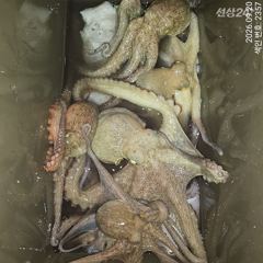 오늘도 마리수 쓸어담으러 야간~돌문어 잡으러 출조 감니다@ 오늘,화수요일~예약가능