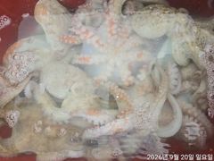 [진해] 돌문어주,야간퍽~퍽22수21수외마릿수손맛짱!!!