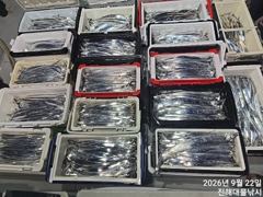 으악~22일새벽내만칼치 용가리3,5지4,5지까지 퍼담고타작초대박~오늘예약가능