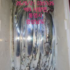 [고성] 내만갈치 3지 조항 오늘 7시출조 합니다 선비8만원