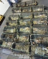 야간문어!오늘도 이만큼 잡고 왔습니다 ~토요일예약가능.