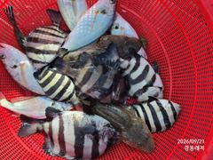 경동레저(신광) 선외기낚시 흘림찌낚시 감성돔 뻰찌 조과 사진