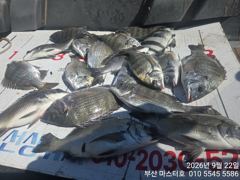 [부산] 부산 가덕 마스터호 감시 조황 사진