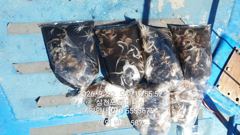 주꾸미(삼천포) 80여수 손맛~갑오징어는 손님~로마피싱(24일 예약)