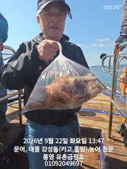 통영 금정호 오전문어선상 마릿수 좋아지기 시작합니다 내일 오전 자리여유있습니다