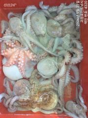 [진해] ~~*굵직한돌문어 꾸준한마리수 잘나옵니다~(예약가능)*~~
