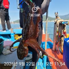 [사천] 문어 장원 28마리 사진