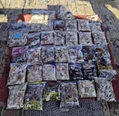 9월22일오전.오후시간배한번에올릴께용~^^오전배장원(147수)오후배장원(130수)평균적으로100수찍으신분들이많이나왔네요~^^갑들도제법씨알이좋아졌습니당♡오늘도조사님들너~~무고생하셨습