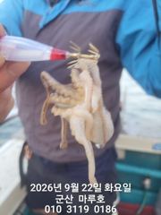 9월 22일 마루호 쭈꾸미 최종조항~☆