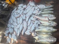 군산바다하리호 26.9.22 민어 농어 광어 조황입니다