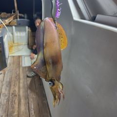 [거제] (무늬오징어) 대표 무늬 1.15kg도 나왔습니다! 총 92수! 사진