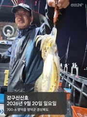 26.0920 일요일 무늬오징어 조황 장원27 총285 강구신신호 팁런 선상낚시