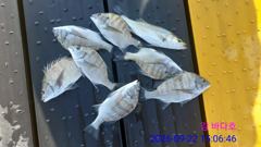09.22 [고성] 병산 감성돔 농어 고성내만 갯바위조황~~