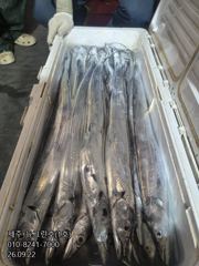 [[제주 뉴그린호(1호) 9월 22일 야간갈치 조황]]