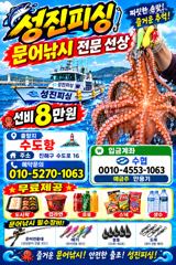 오늘 야간문어. 출항확정 문어대박